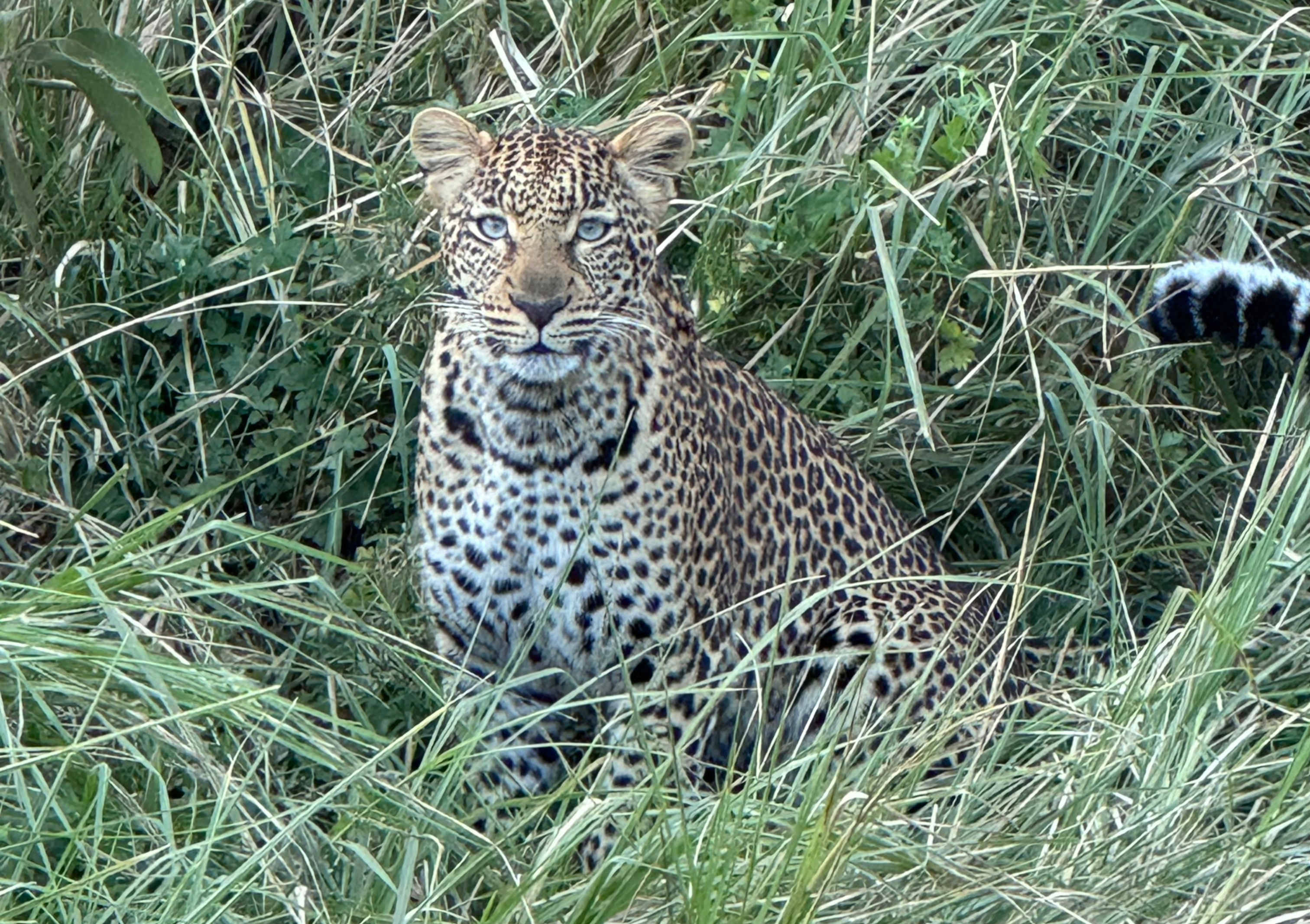 Serengeti Plains